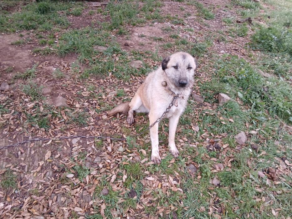 Dou cadela muito mansa