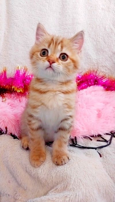 Золота шиншила таббі дівчинка красунечка