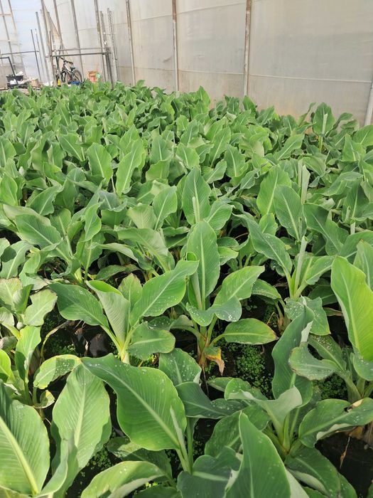 Bananowiec Musa Basjoo, Maurelli, Lasiocarpa/egzotyk/ogród/taras