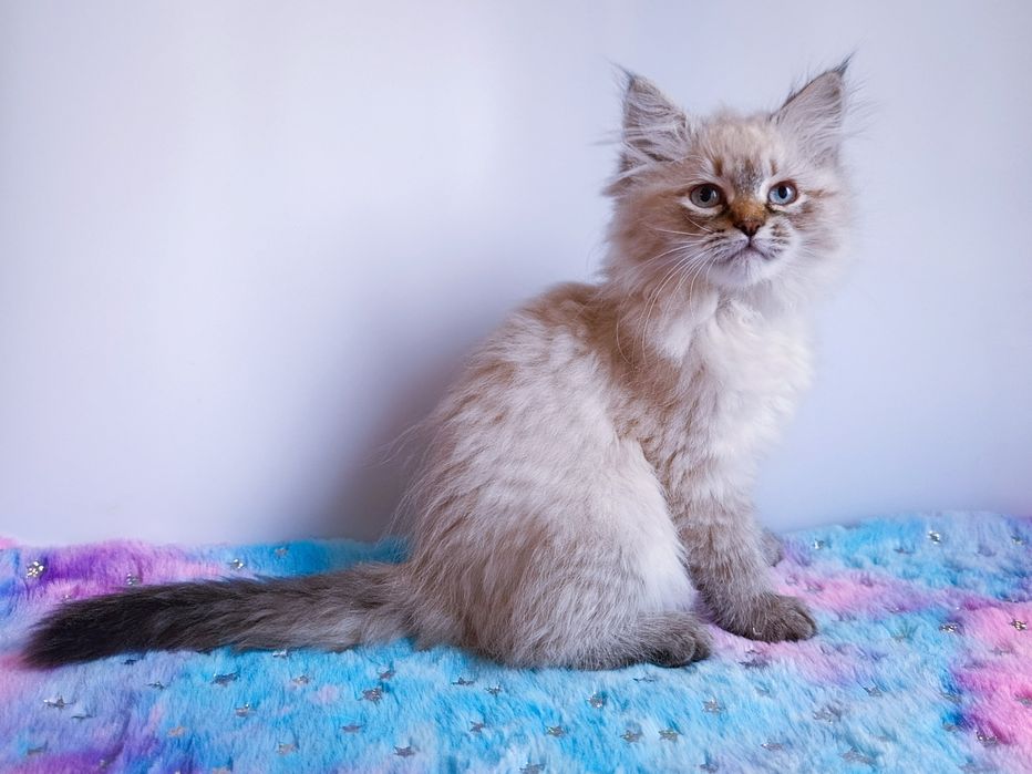 Мила клубна невська маскарадна дівчинка Blanche