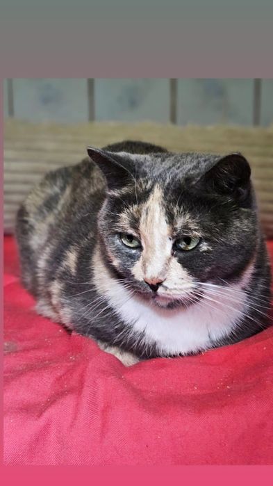 Отдам кошку трехцветку, стерилизована,  3 года