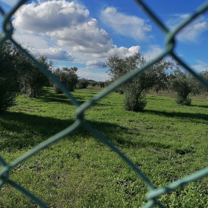 Venda de oliveiras em Ponte de Sor