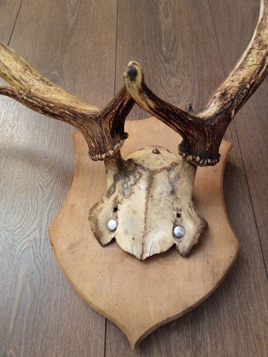 Duże poroże na ścianę