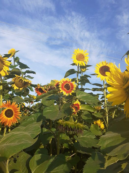 Nasiona słonecznika