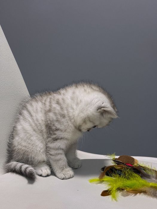 Шотландский котенок