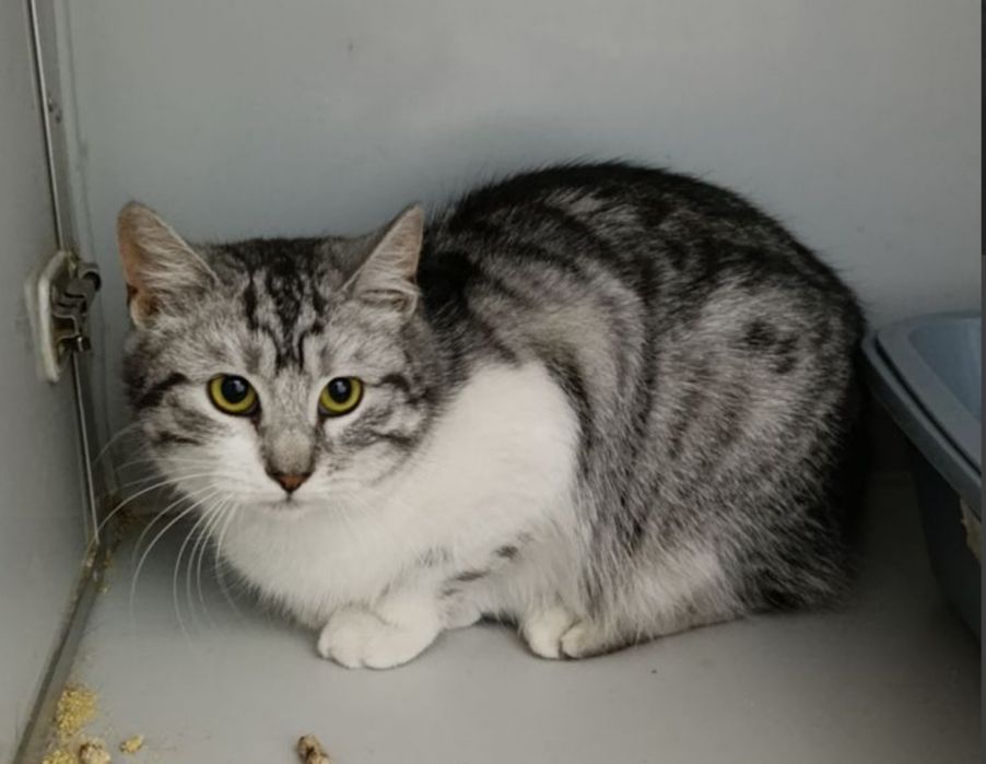 Молоденька стерилізована кішечка шукає сім'ю