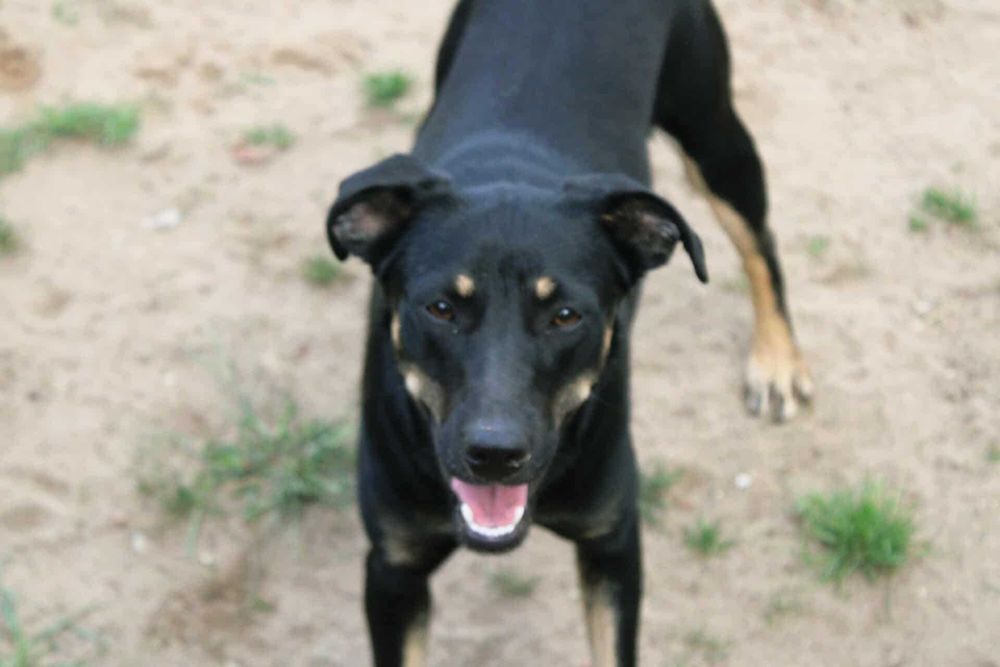 Cudna Maja szuka domu