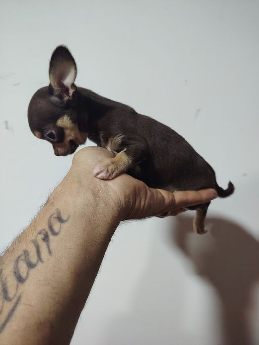 Chihuahua miniatura macho