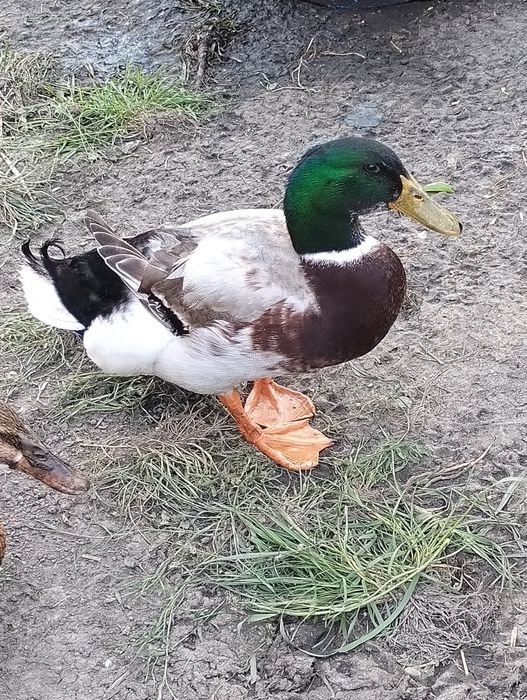 kaczei staropolskie młode