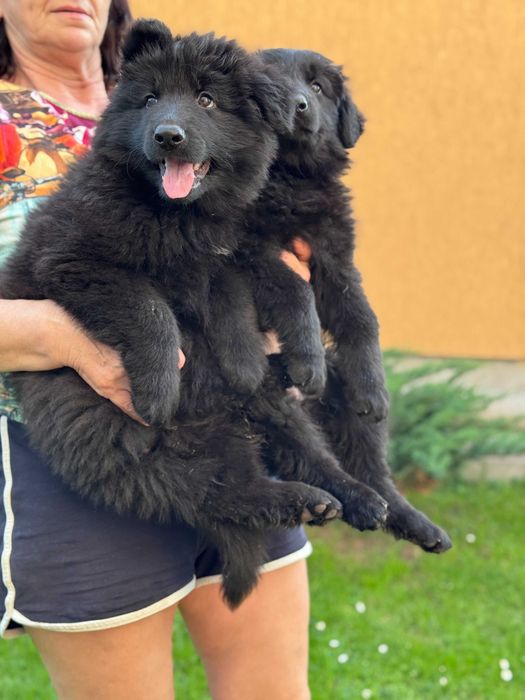 Німецька вівчарка розплідник КСУ