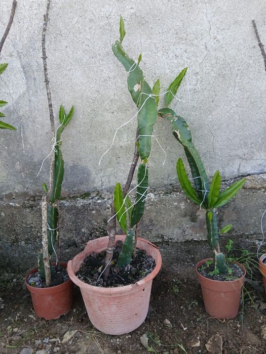 Planta pitaya grande