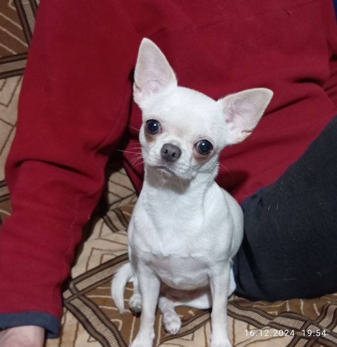 Для любові хлопчик з гарним походженням КСУ !