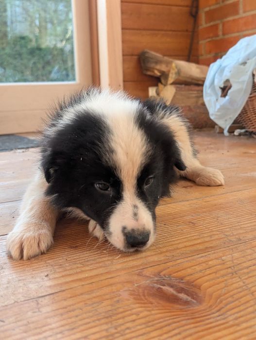 Piesek border collie
