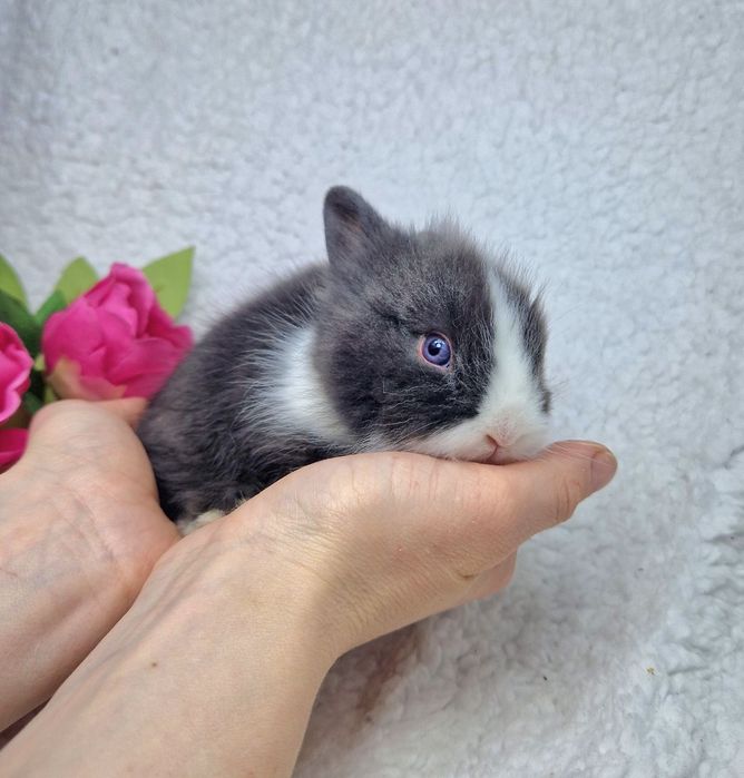 Карликовые мини кролики, карликовый львиноголовый кролик,черно-белый