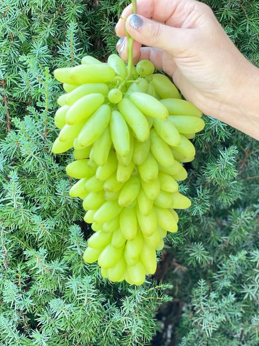 Саджанці винограду з власного виноградника!