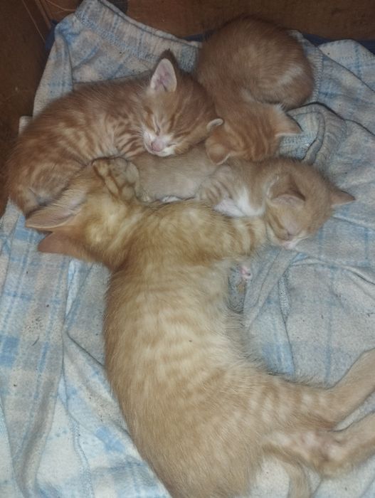 Котята в добрые руки