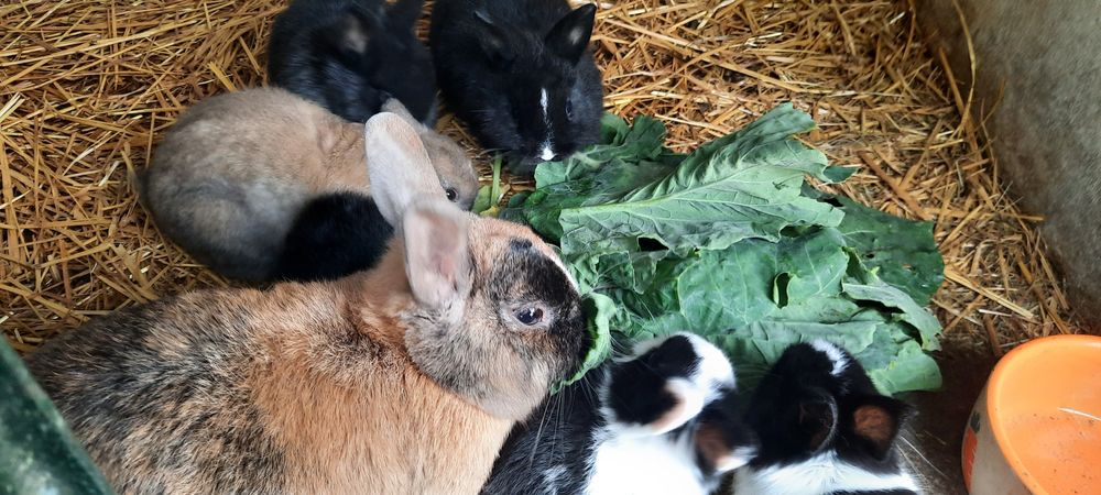 Coelhinhos Netherland Dwarf/anao holandês