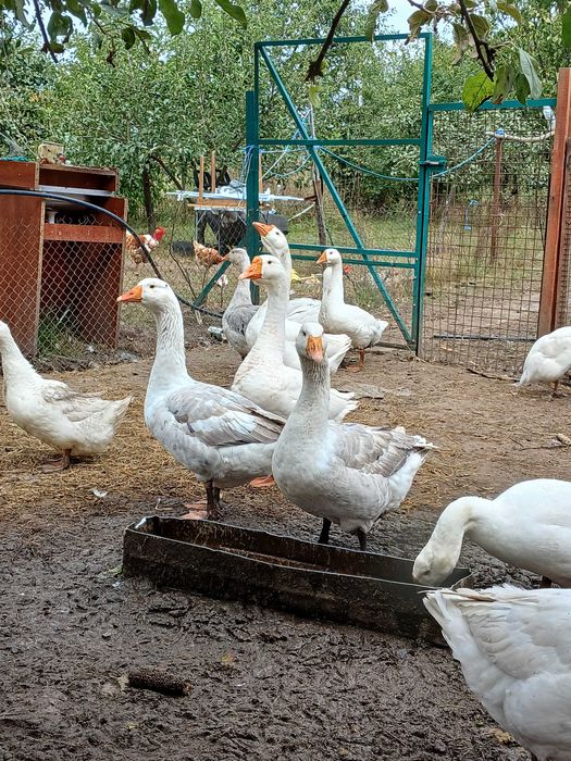 Гусак на плем'я лінда