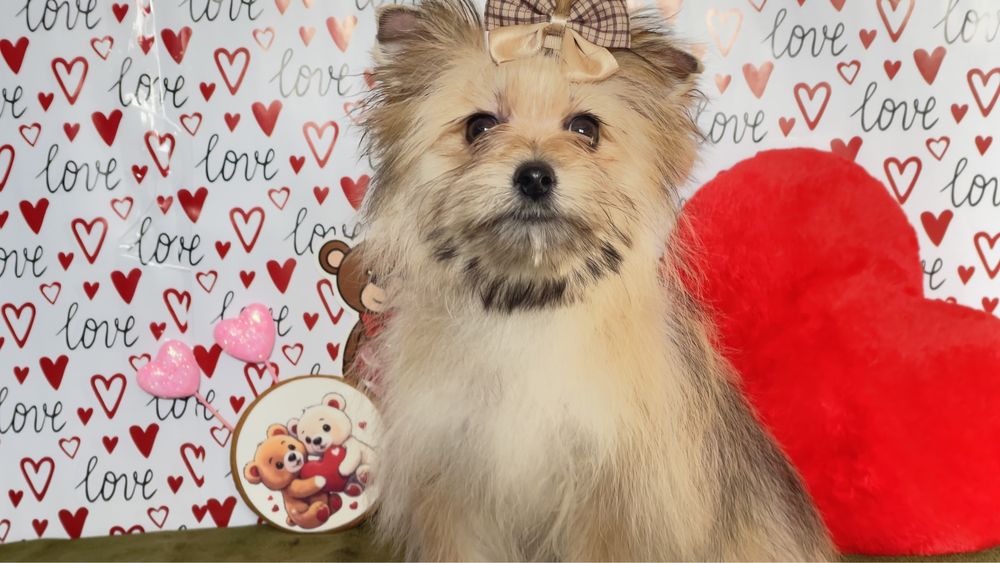 Дівчинка шпі йорк