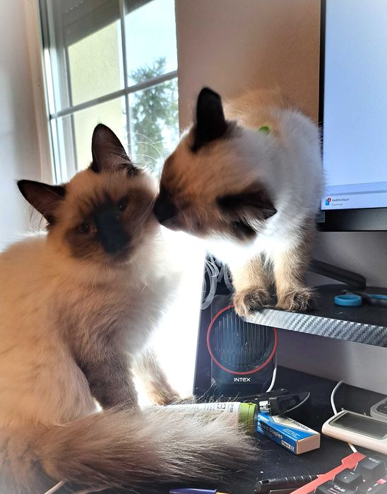 Kotka Neva Masquerade – spokojna, zielony obserwator, Misty