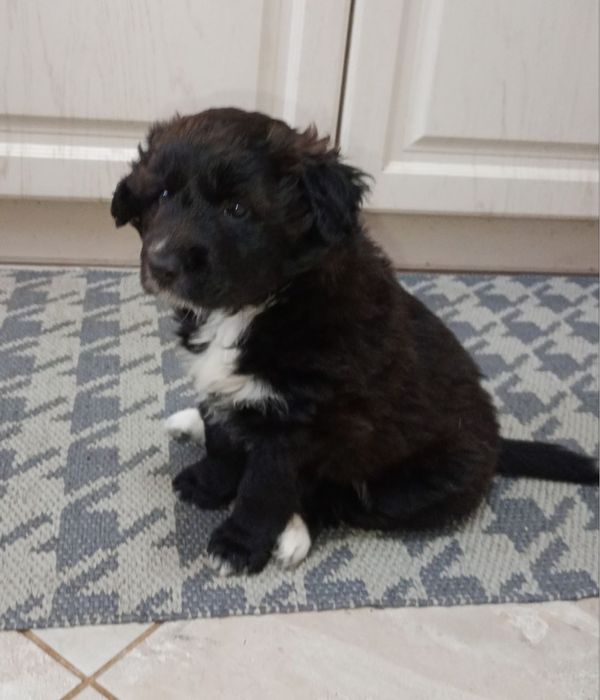 Відаємо щеня в добрі руки!