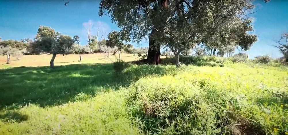 Terreno Rústico — Capinha, Fundão