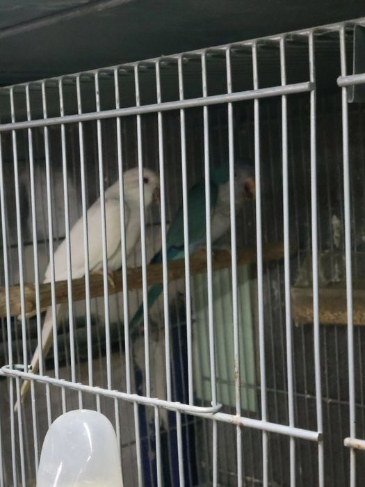 Aves para cedência