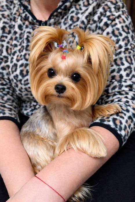 Йоркширский терьер щенки