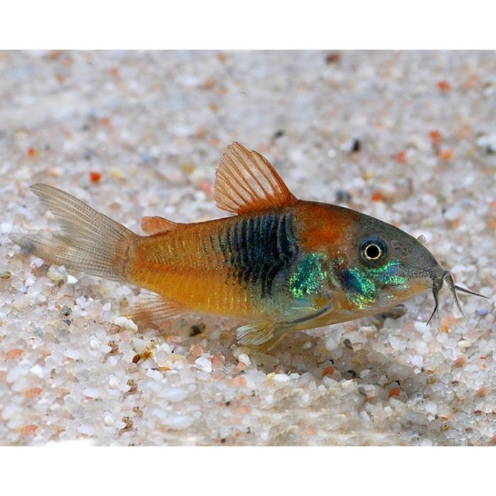 Corydoras venezuelanus Kirysek Wenezuelski orange