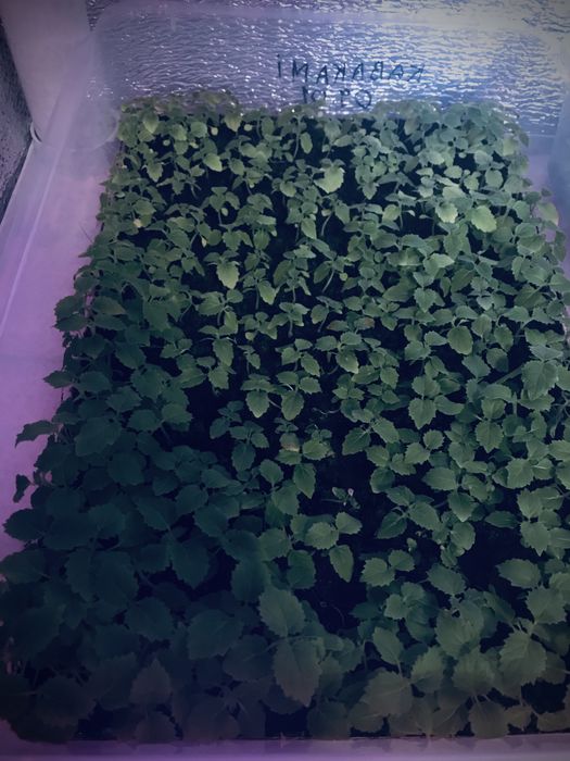 Насіння Павловнії Shan Tong уп. 200шт, Семена Павловнии із Безкош.дос