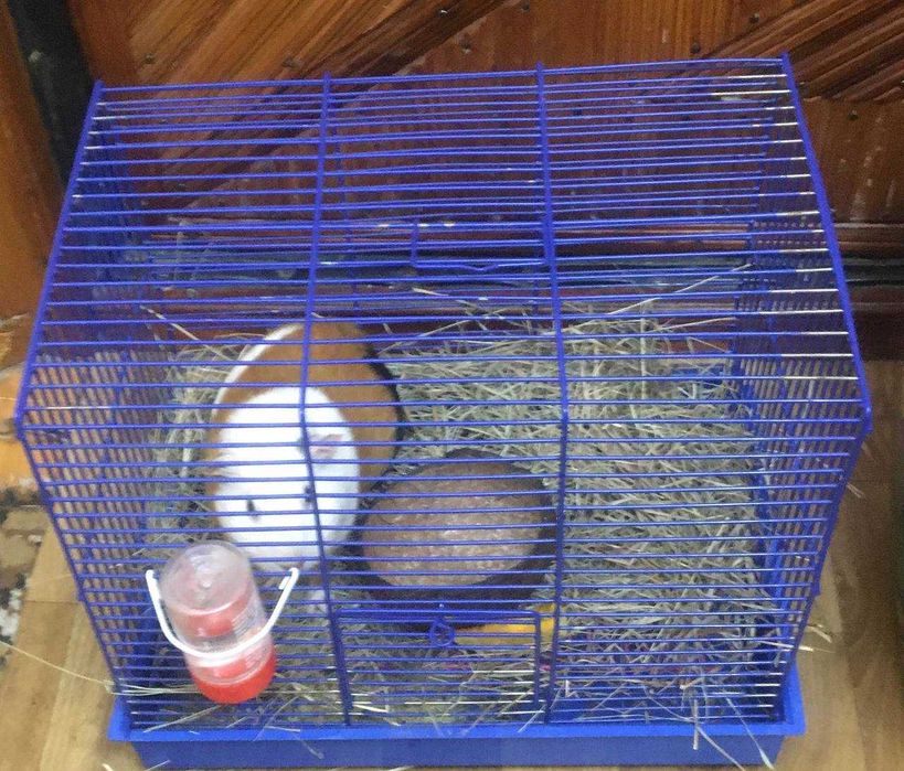Hamster cages for sale olx discount