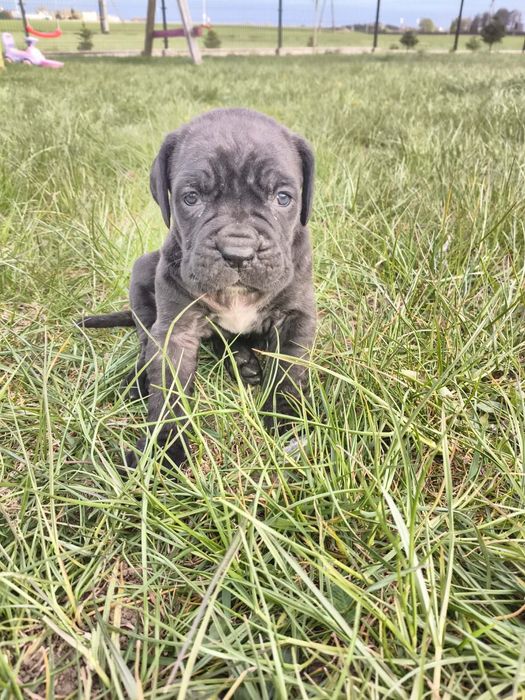Cane Corso Pies szczeniak