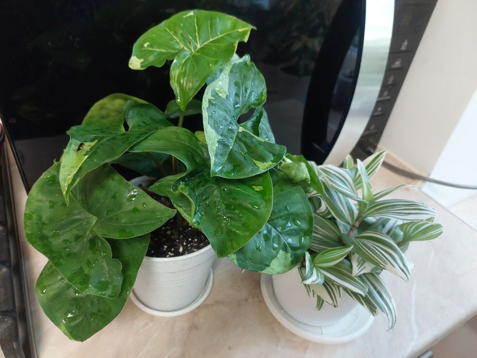 Сингоніум Панда домашній