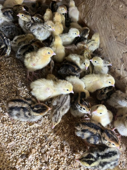 Przepiórki  pisklaki