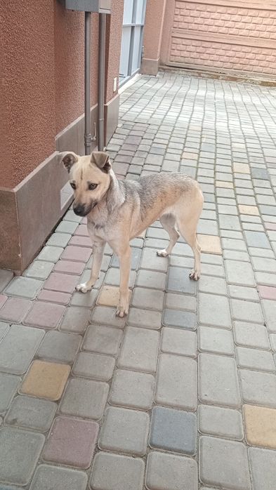 БЕЗКОШТОВНО. Собачка, песик (дівчинка)