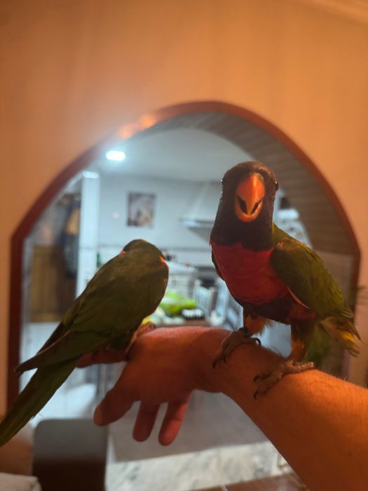 Loris fêmea disponível domesticados fazem 4 meses dia 09/05