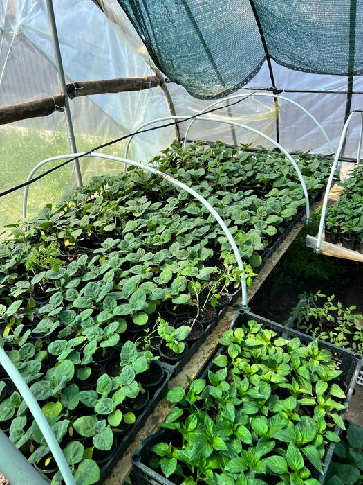 Продам розсаду у горщиках
