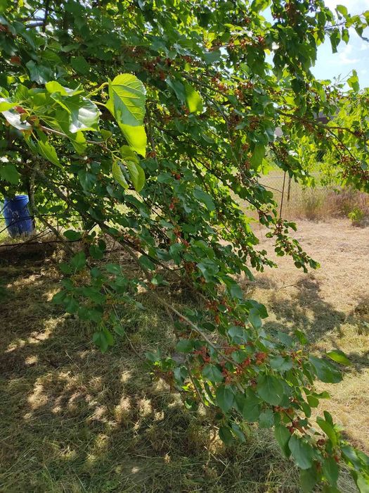 Дача "Фотон", село Лозівок: 115 000 грн. - Продаж будинків Лозівок на Olx