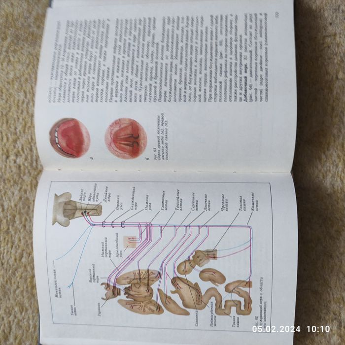 Атлас топической диагностики заболеваний нервной системы