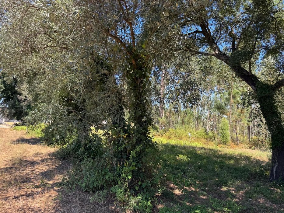 Vendo Arvores Oliveiras