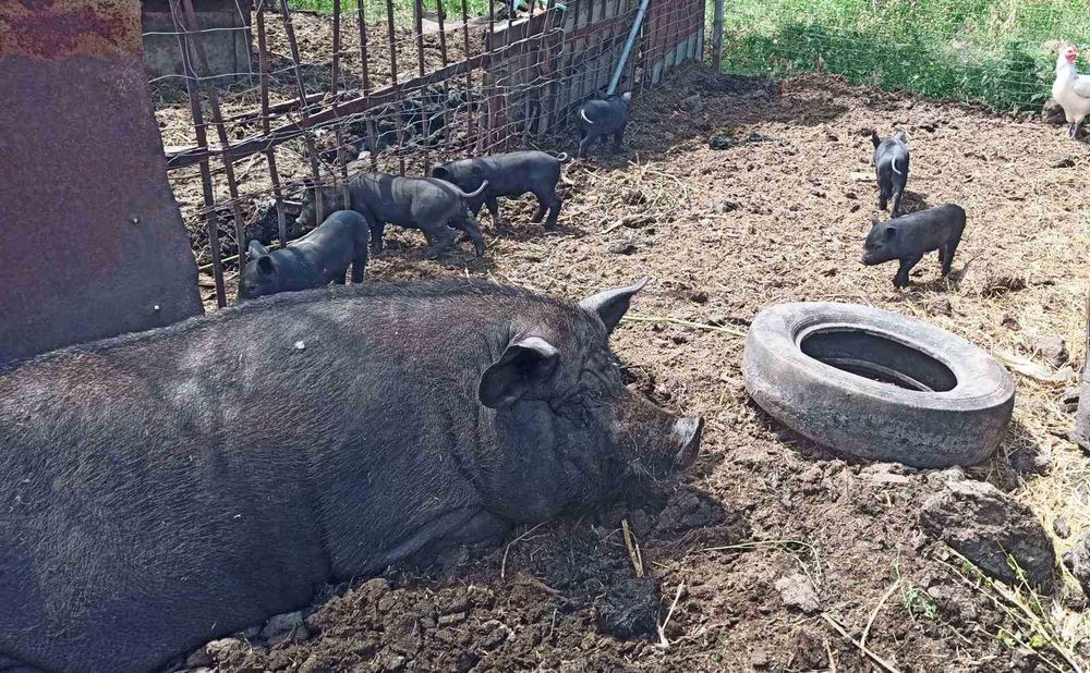 Поросята в'єтнамські 1,5 місяця