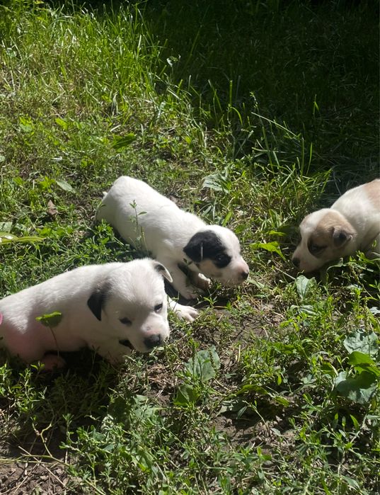 Віддамо собачок в гарні та люблячі руки