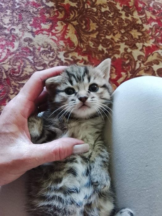 Кошенята в добрі руки