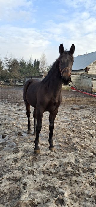 Klacz Śląska ,źrebica Księga główna