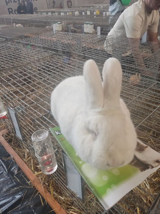 Nowozelandzki Biały