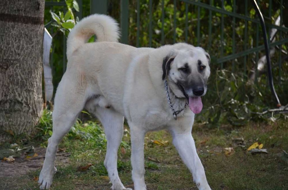 Kangal import Turcja D.K.Bubu FCI.