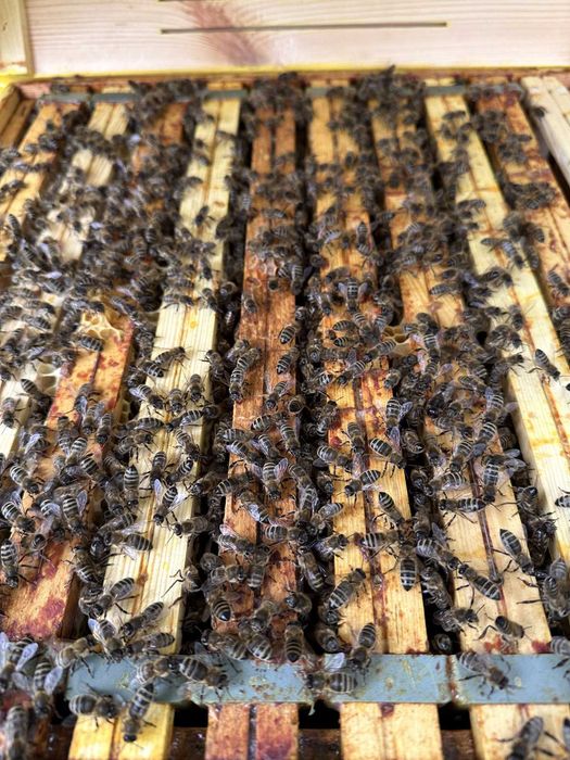 Sprzedam Odkłady Pszczele - Majowe, Silne i Zdrowe! WIELKOPOLSKA ramka