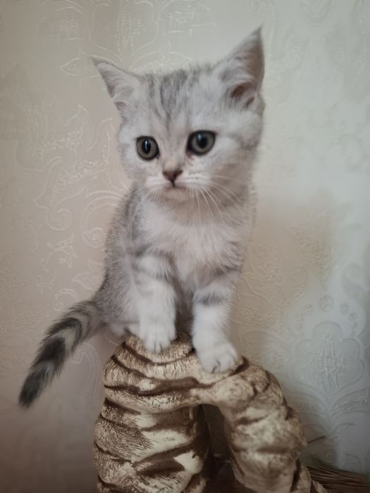 Шотландські кошенятка