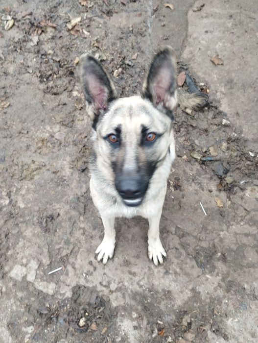 Отдам собаку в хорошие руки