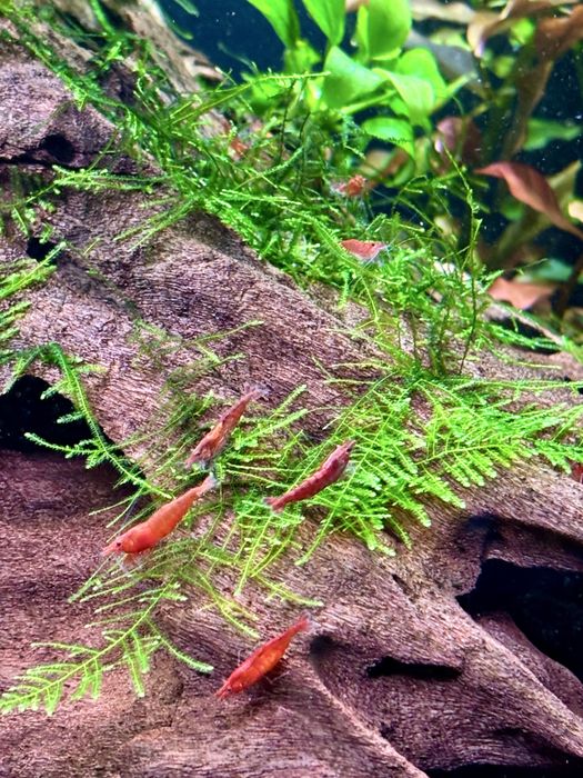Krewetki red cherry